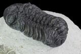 Bargain, Austerops Trilobite - Ofaten, Morocco #92197-4